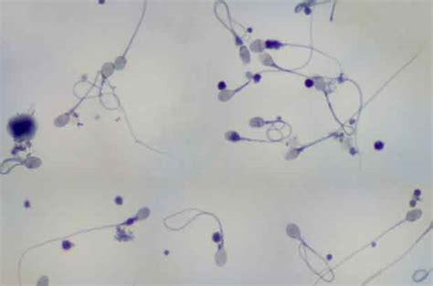 Videos as very hot with a 83% rating, porno video uploaded to main category: Semen facts - The Mix