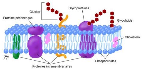 Caractéristique Structurale Des Membranes Cellulaires Membrane