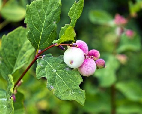 Ghostberry Snowberry Waxberry Kostenloses Foto Auf Pixabay
