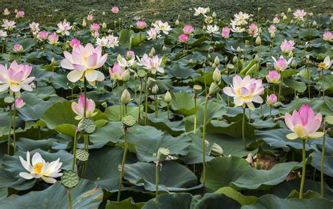 Lotus Flowers And Water Lilies 5k Retina Ultra Hd