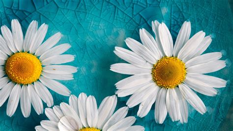 Yellow White Flowers Blue Cracked Glass Hd Wallpaper