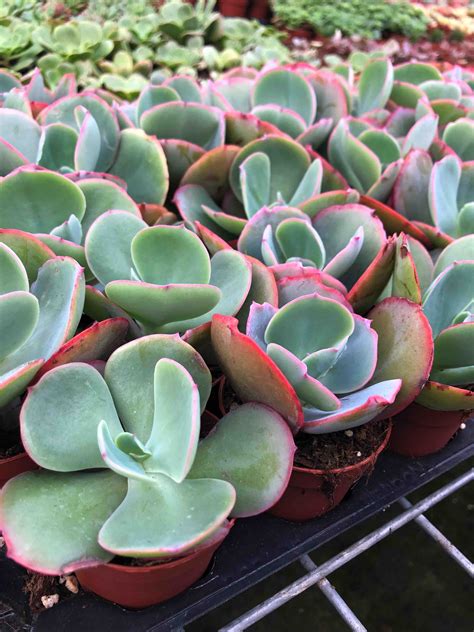 1suculentas Echeveria Gigantea