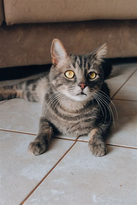 500 Beautiful Cat Pictures Hd Download Free Images On Unsplash
