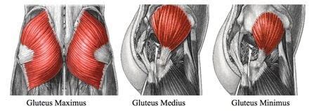 The gluteus medius and gluteus minimus muscles are two muscles of the more superficial group in the gluteal region. Glutes Diagram : File 1122 Gluteal Muscles That Move The ...