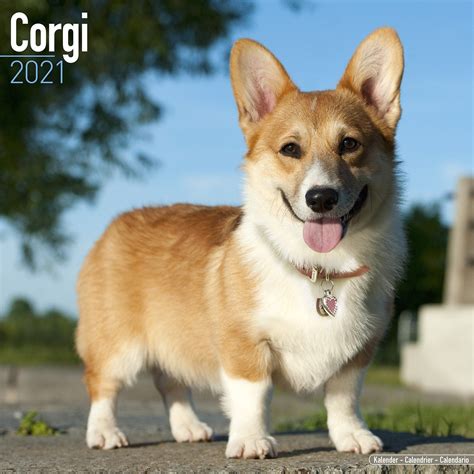 Corgi Calendar Dog Breed Calendars Pet Prints Inc