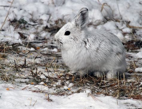 Check spelling or type a new query. Snowshoe Hare