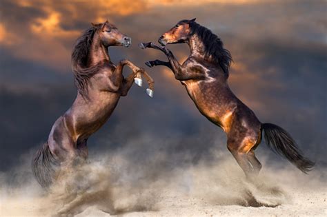 Horses Rearing Up Stock Photo Download Image Now Istock