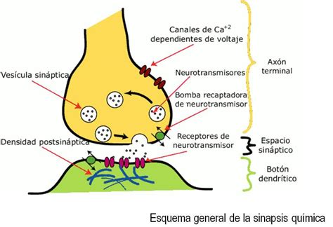 Membrana Celular De La Neurona Neuronas Sinapsis Qumica Tejido Nervioso