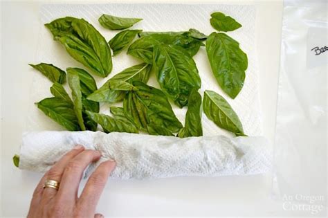 Freezing Basil Leaves 6 Ways Which Is Best