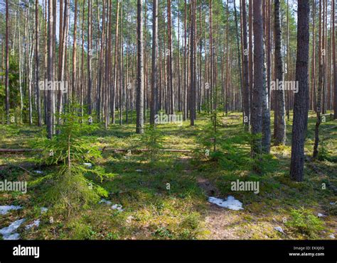 Bosque De Coníferas Fotografía De Stock Alamy