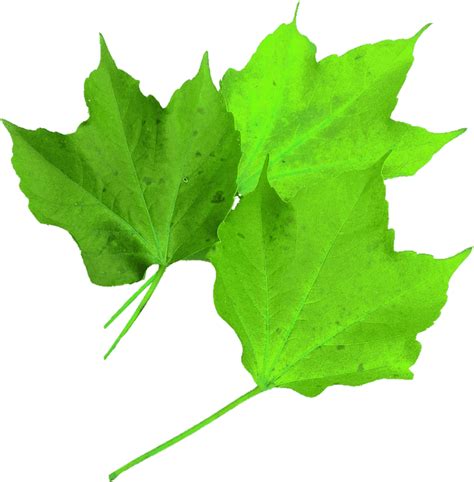 Translucent Maple Leaf Green Nature Isolated 12 Inch By 18 Inch