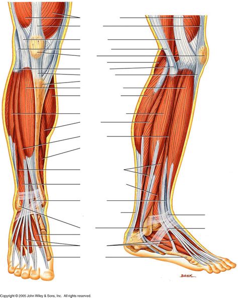 Leg Muscles Diagram Muscles Of The Lower Leg And Foot Human Anatomy