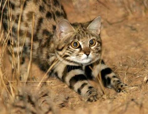 Wild Cats The Black Footed Cat