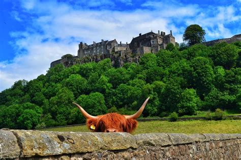 Stirling Castle Photobomb Scottish Highland Cow Castle Scenery
