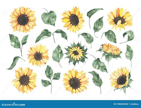 Watercolor Sunflowers With Green Leaves Isolated On White Background