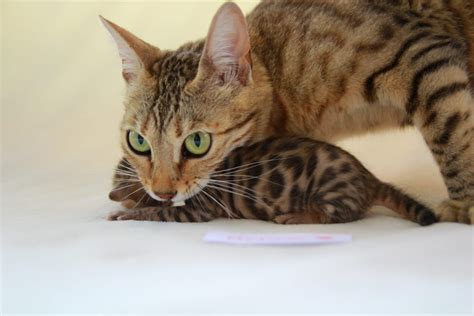 Bengal Cat Mit Und Ohne Papiere Katzen Haustier Anzeiger