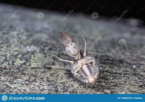 Large Ant Lion Live Insect Stock Photo Image Of Brown Nature 178683278