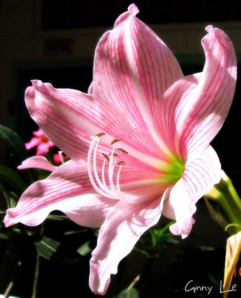 Lily Hoa Huệ Tây A Photo On Flickriver