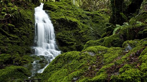 Waterfall In Mossy Forest Image Abyss