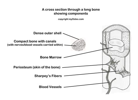A round cross section of a long bone suggests that: Bone lives | myOsteo