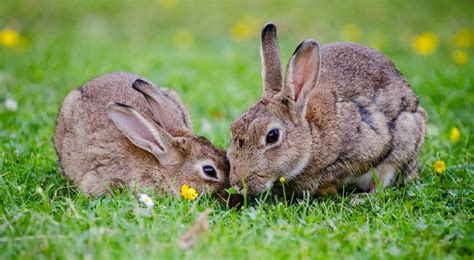 Rabbits Free Stock Photo Public Domain Pictures