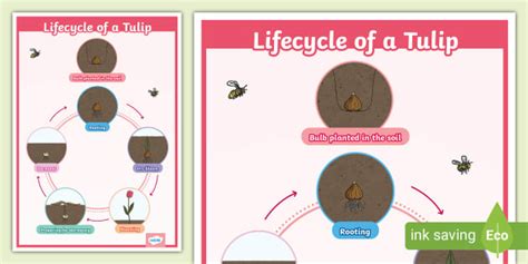 Lifecycle Of A Tulip Display Poster Teacher Made