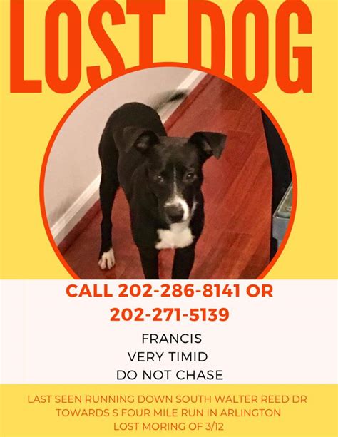 LOST DOG, ARLINGTON,VA - Francis was last seen around S. Monroe near Ft ...