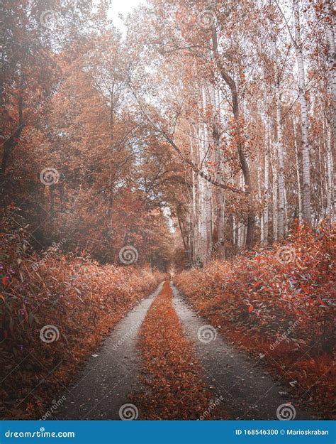 Moody Autumn Road In Forest Fall Wallpaper Stock Photo Image Of