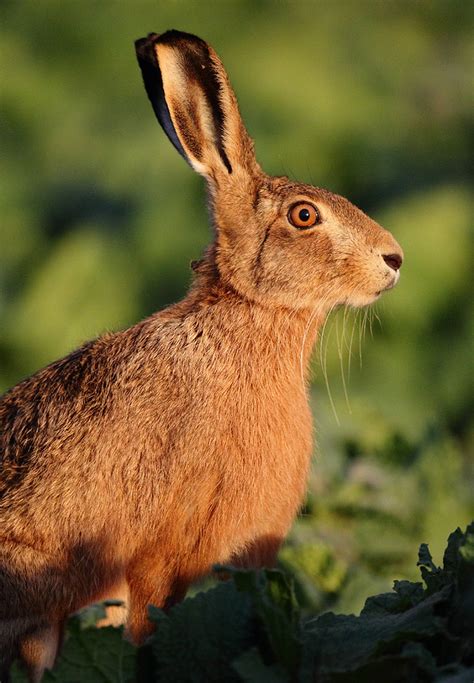 Brown Hare Looking Evening Light Lepus Europaeus Mike Flickr