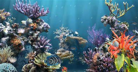 screensaver direct download coral reef aquarium screensaver download 
