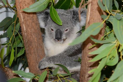 Small Animal Talk Why Being A Koala Is Pretty Rough
