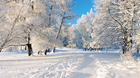 2560x1440 A Dreamy Winter Scenery Desktop Wallpapers And Stock Photos