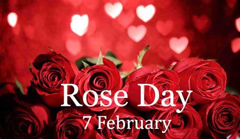 Rose Day 2019 Wishes Wallpapers Images Quotes And Greeting Cards To