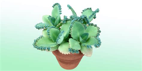 Mother Of Thousands Indoor Plant Care Guide Plantcarefully