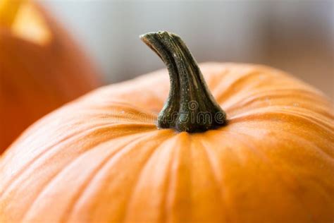 Close Up Of Pumpkin With Stem Stock Image Image Of Autumn Pumpkin
