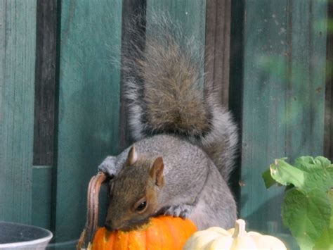 Squirrels Eating Pumpkins Gardening Nirvana