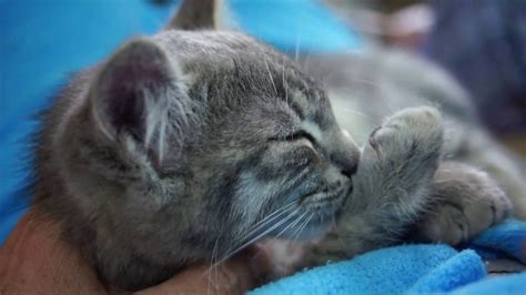 Kitten Sucking His Thumb While Sleeping Youtube