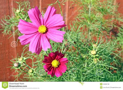 Pink Cosmos Flower Stock Photo Image Of Nature Detail 24698748
