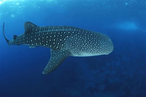 Facts About The Whale Shark