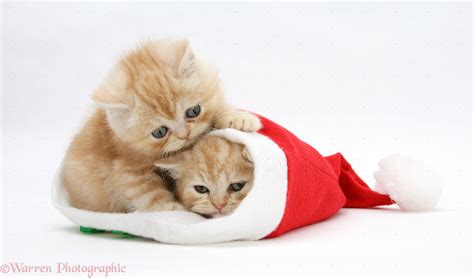 Cute Kittens Wearing Christmas Hats Cute Kittens Photo 40840532