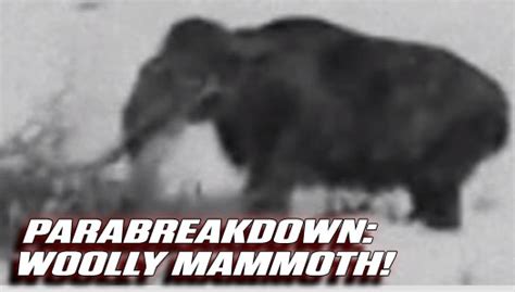 The Crypto Blast Parabreakdown Real Woolly Mammoth Sighting