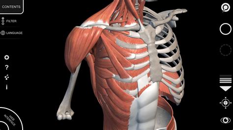 Anatomy 3d Atlas Human Anatomy App Muscular System Tutorial