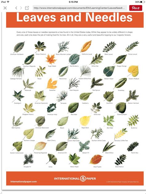 Printable Leaf Identification Chart Printable Word Searches