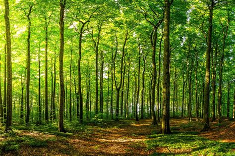 Green Beech Forest Bezaubernde Fototapete Photowall