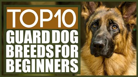 The Best Guard Dog Breeds For First Time Owners Fenrir Canine Leaders