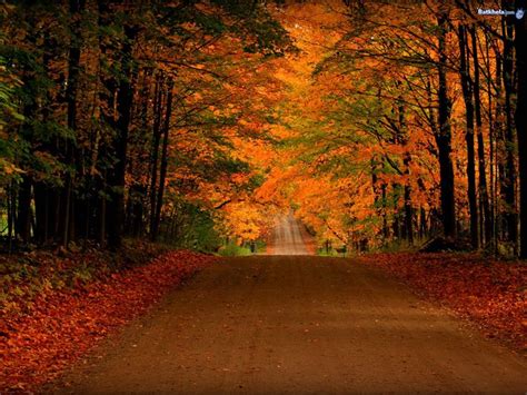 Free Fall Screensavers And Wallpaper Free Orange Autumn