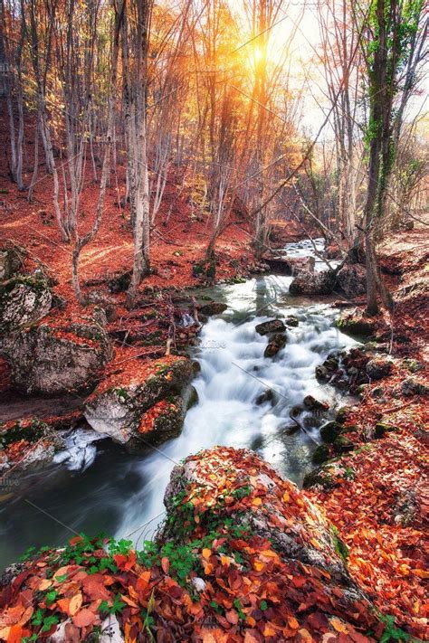 Autumn Foret With Mountain River Autumn Forest Nature Backgrounds