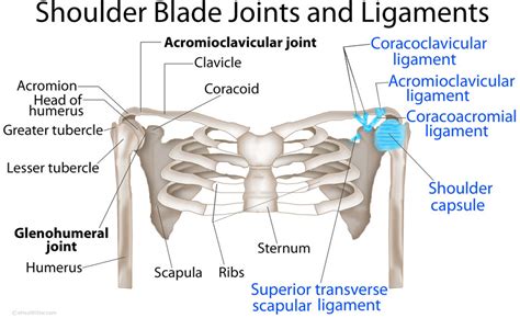 Diagram Of Shoulder Girdle Pectoral Girdle Skeleton Flashcards By