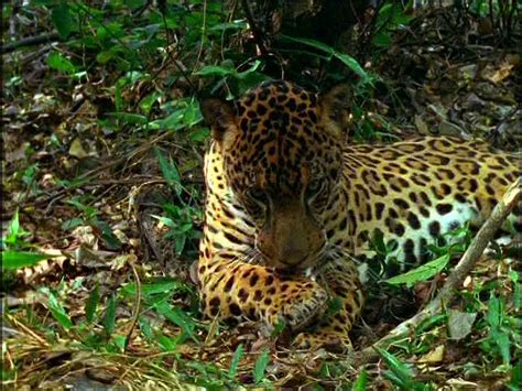 Jaguar Rainforest Central America Sd Stock Video