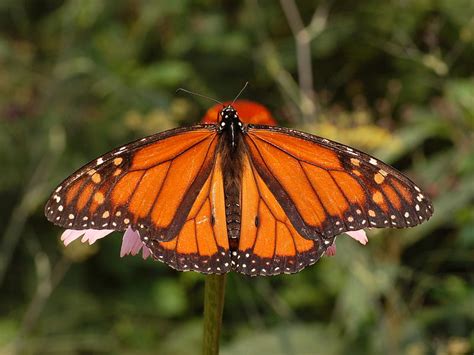 A Monarch For Monarch Monarchs Butterflies Monarch Butterfly